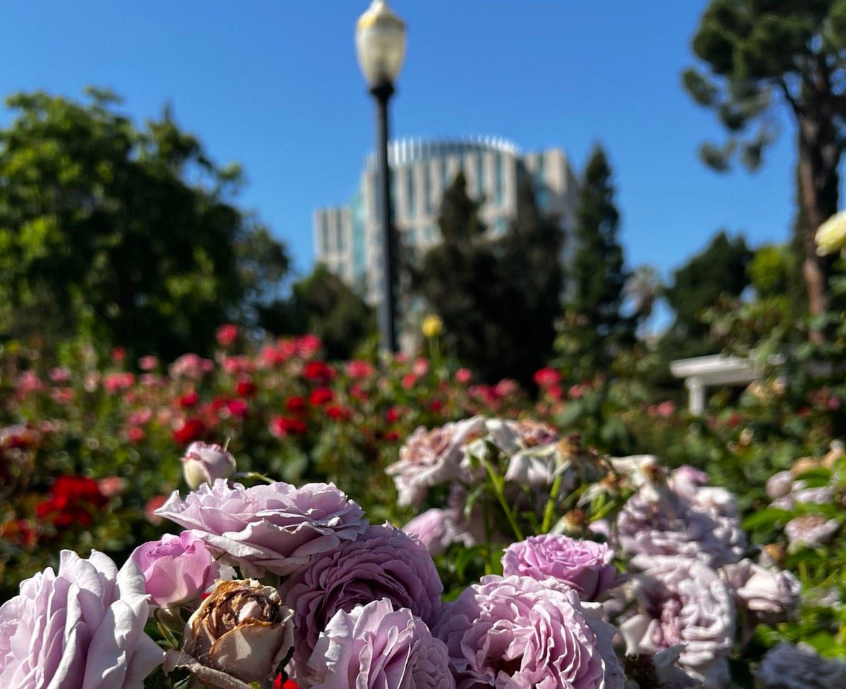 light purple roses in the foreground and a blurred building in the background