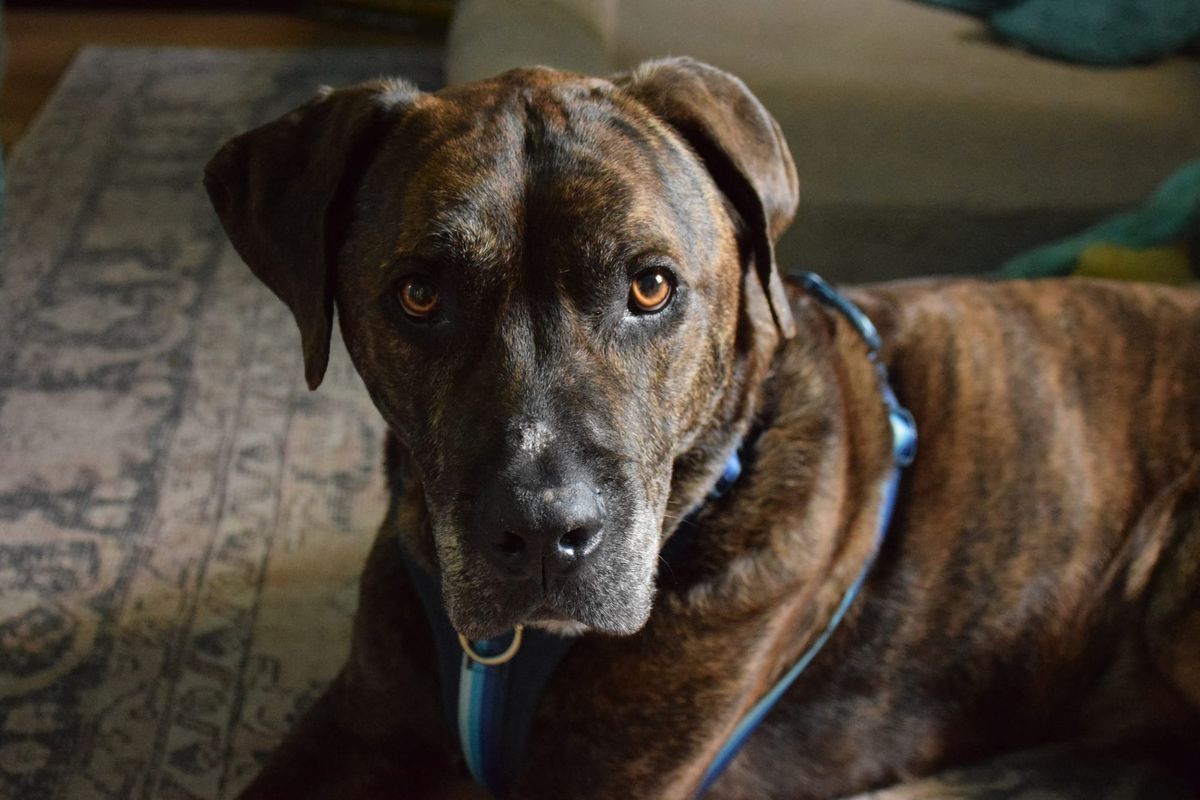 A brindle boxer mix sits looking at the camera
