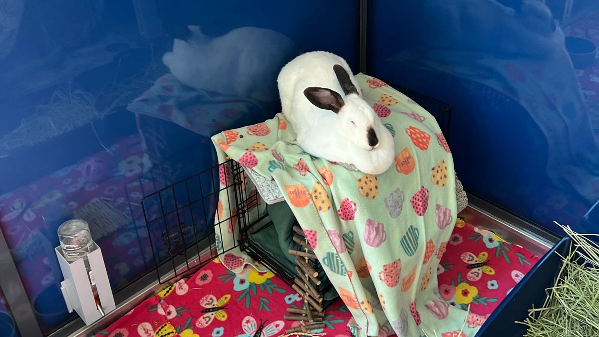 A rabbit sits on a blanket with a mug design on top of a kennel with reflective blue walls behind her