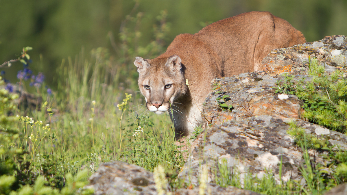 A picture of a mountain lion stalking past a rock with wildflowers and grass around it