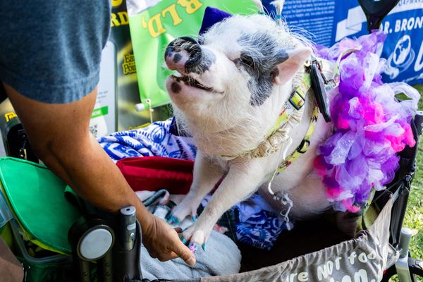 A pig wearing a pink and purple tutu sits in a wagon