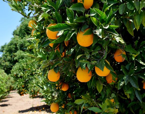 Ripe oranges hang on lush green trees in a row on a sunny day.
