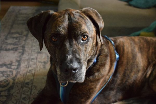 A brindle boxer mix sits looking at the camera