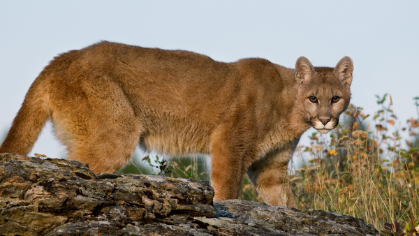 Picture of a mountain lion walking on a rocky hill with wild flowers in the background