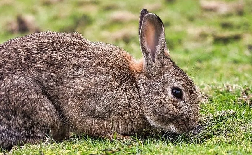 Rabbits Invade Winchester Gardens