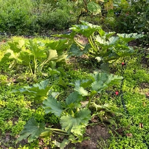 Gardens For Good: Growing food locally for our neighbors