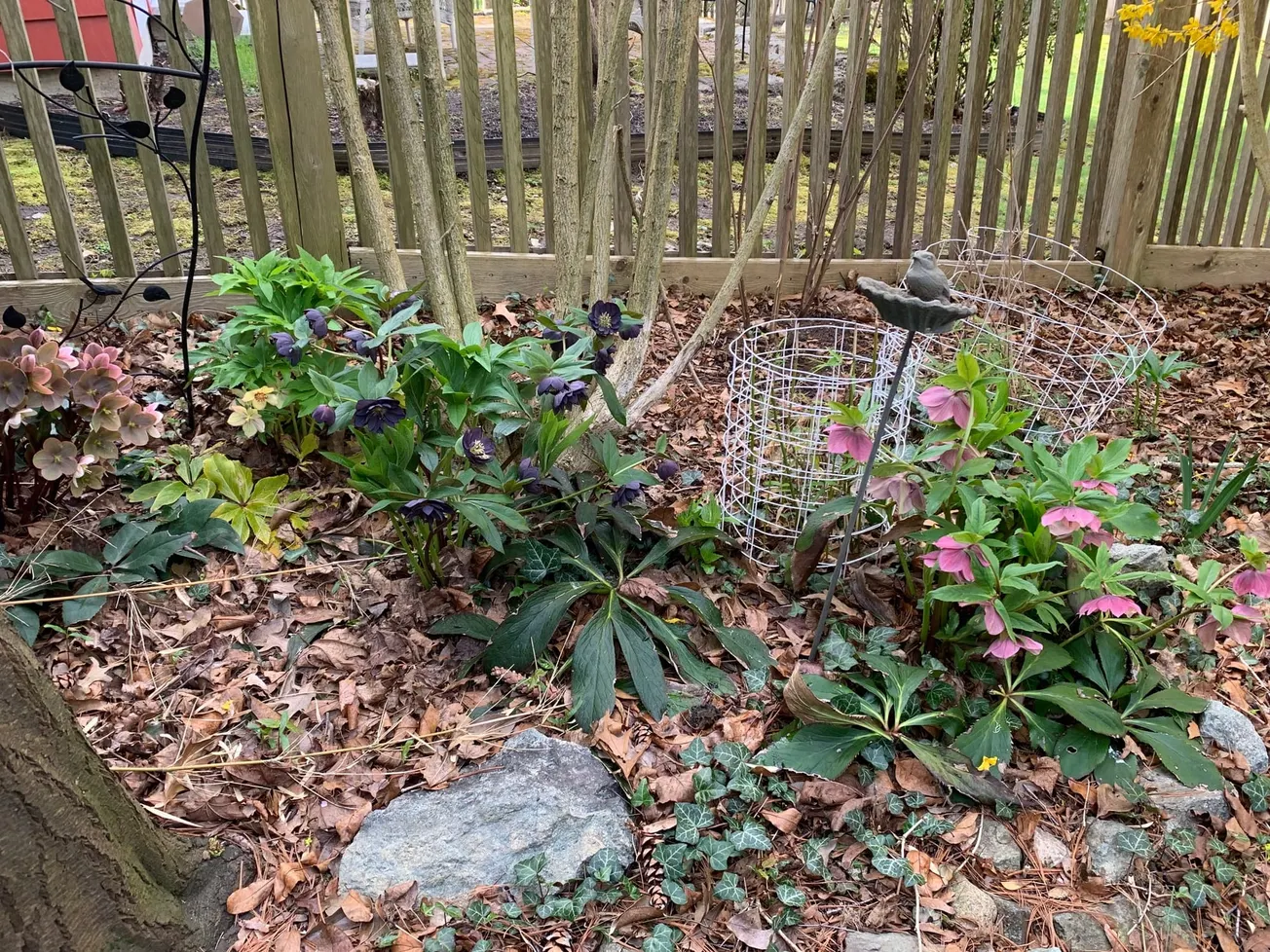 Send us your garden photos