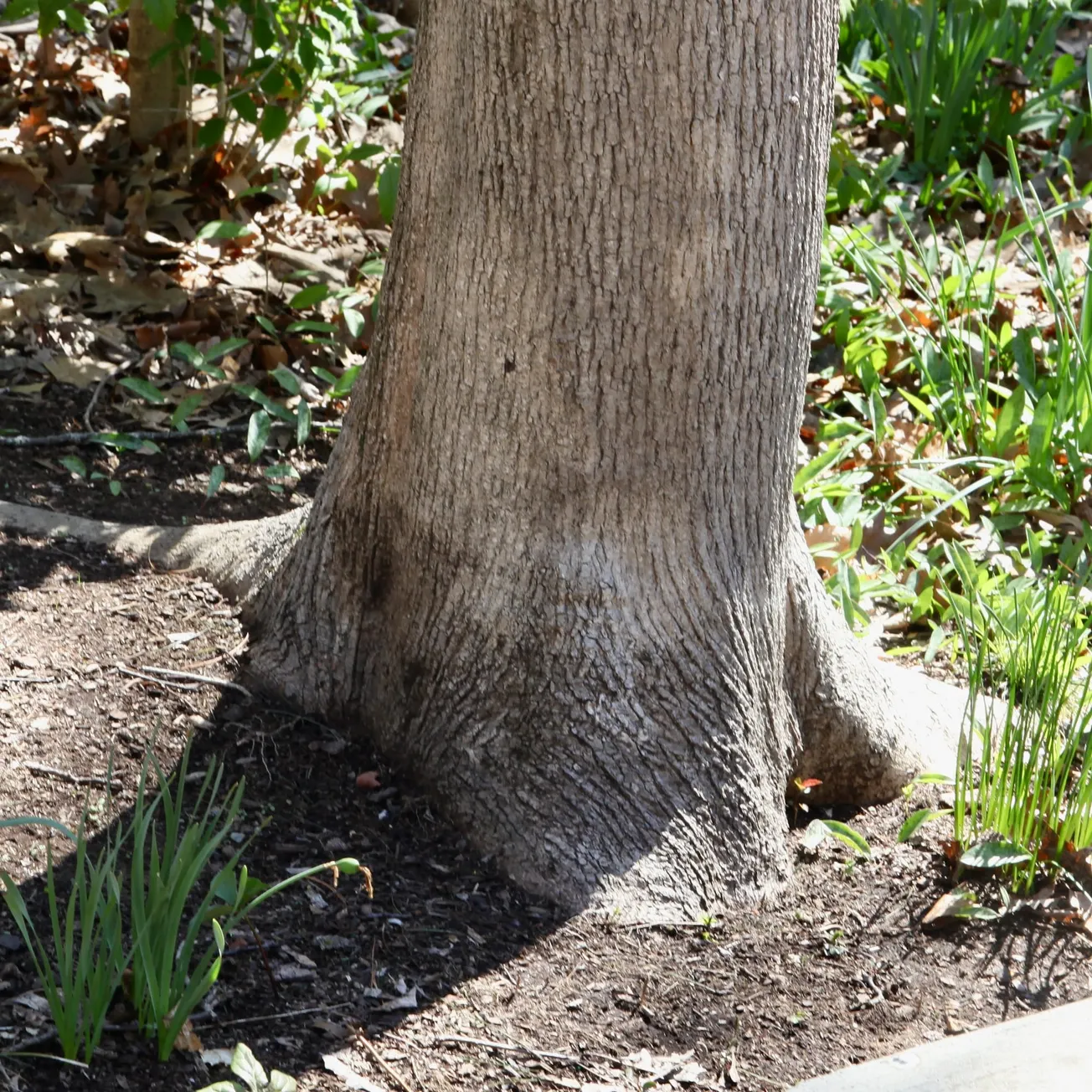 IN THE GARDEN: How to mulch your garden