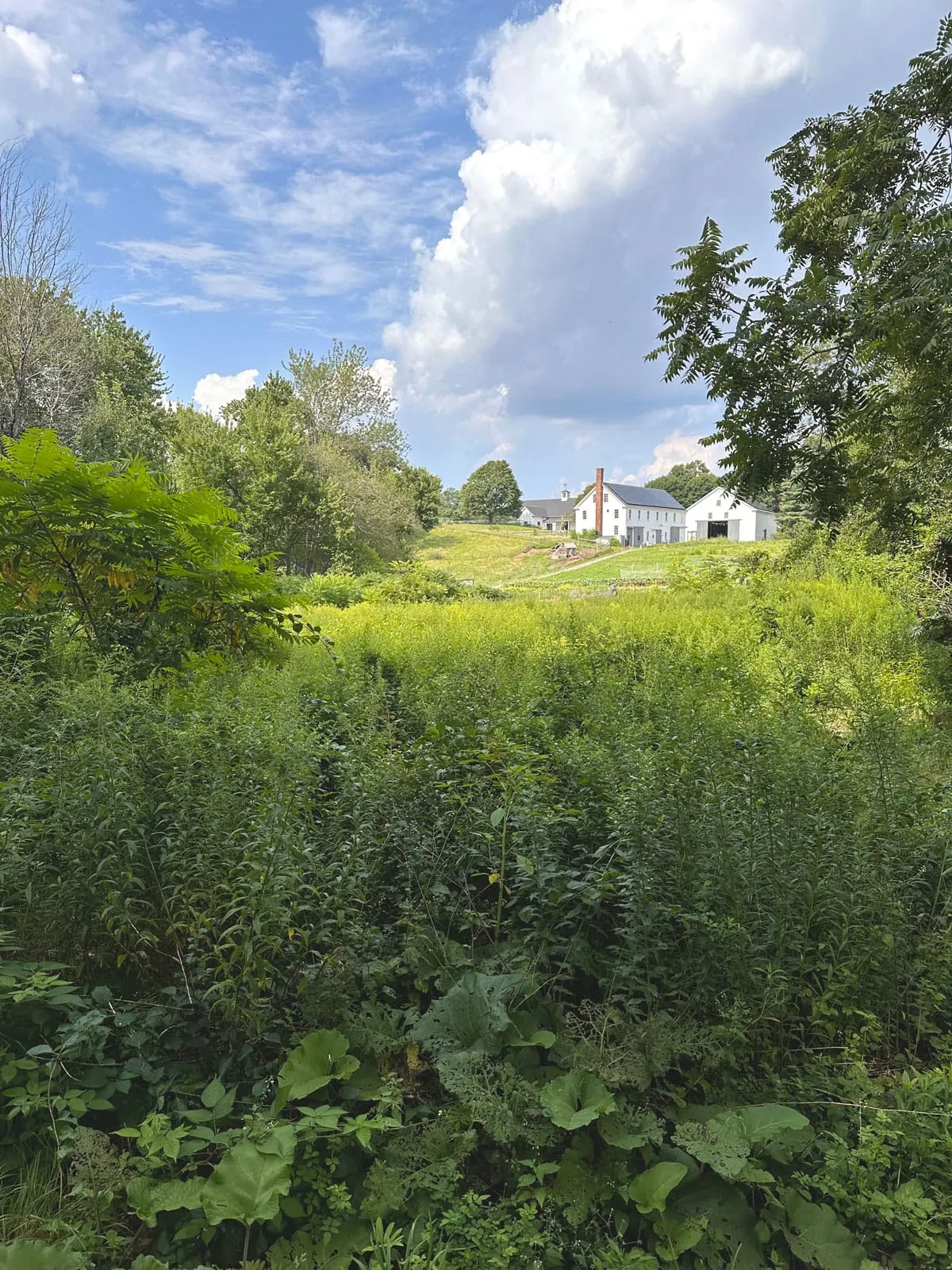 Winchester Fast Forest planting re-scheduled for September