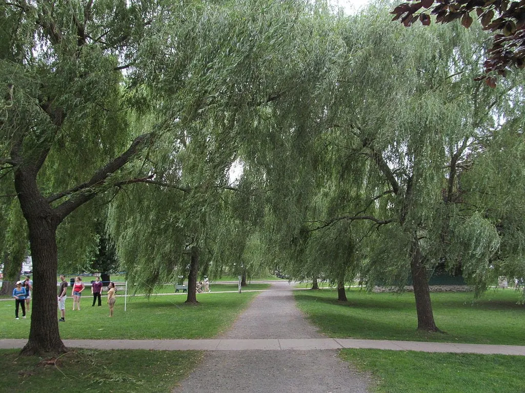 Winchester resident to conduct concert at Salem Willows