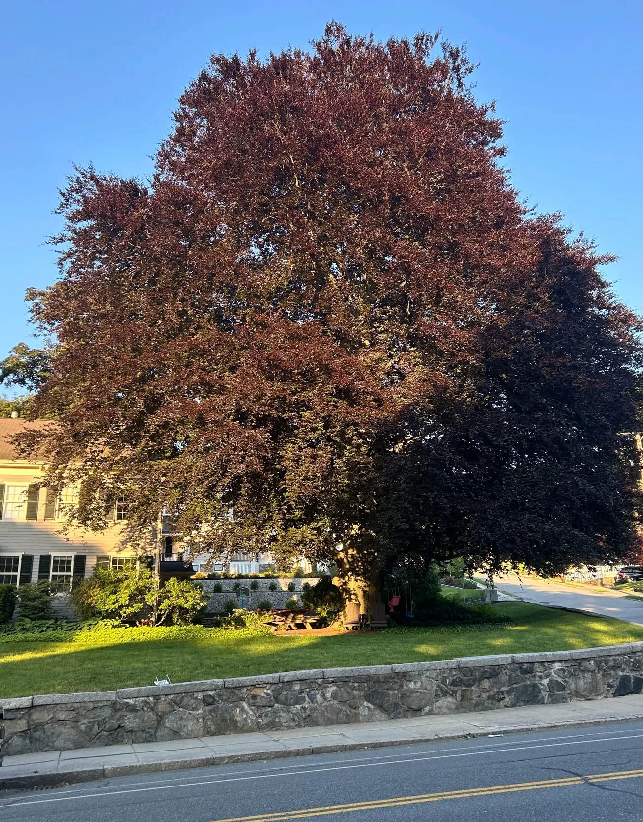 Beech Leaf Disease threatening Winchester’s signature trees