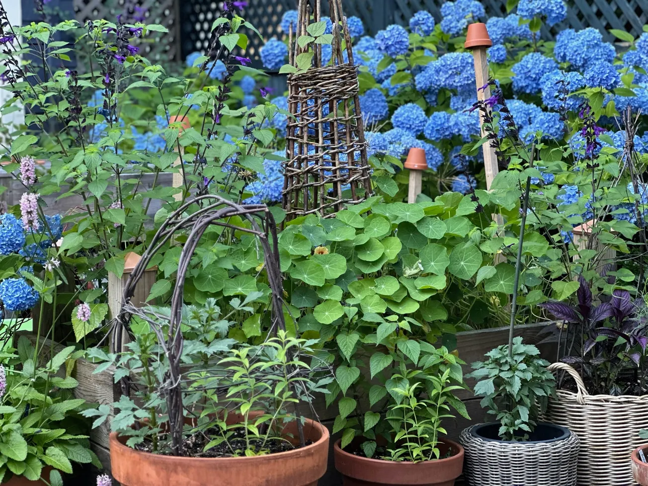 Winchester gardens are blooming!