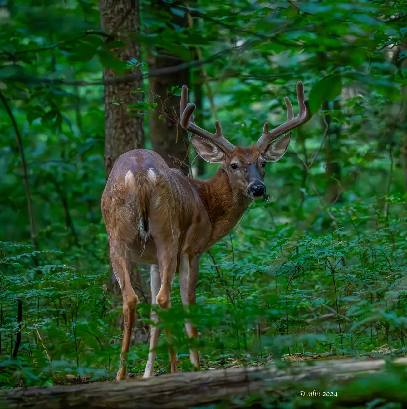 More photos from the Fells