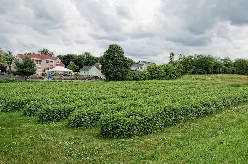 Wright-Locke Farm ends public raspberry picking