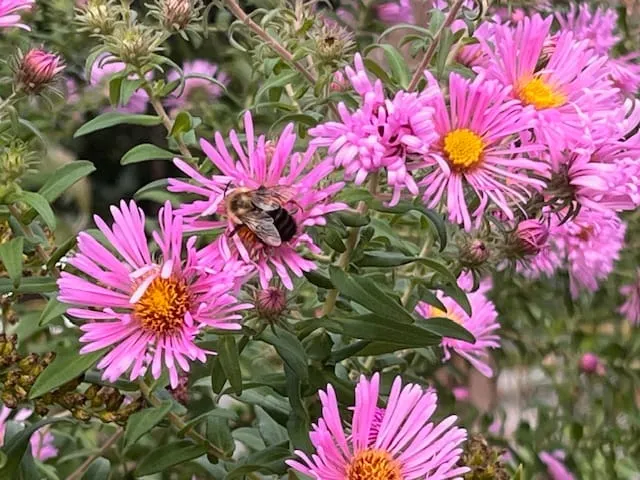 What's in your gardens this month