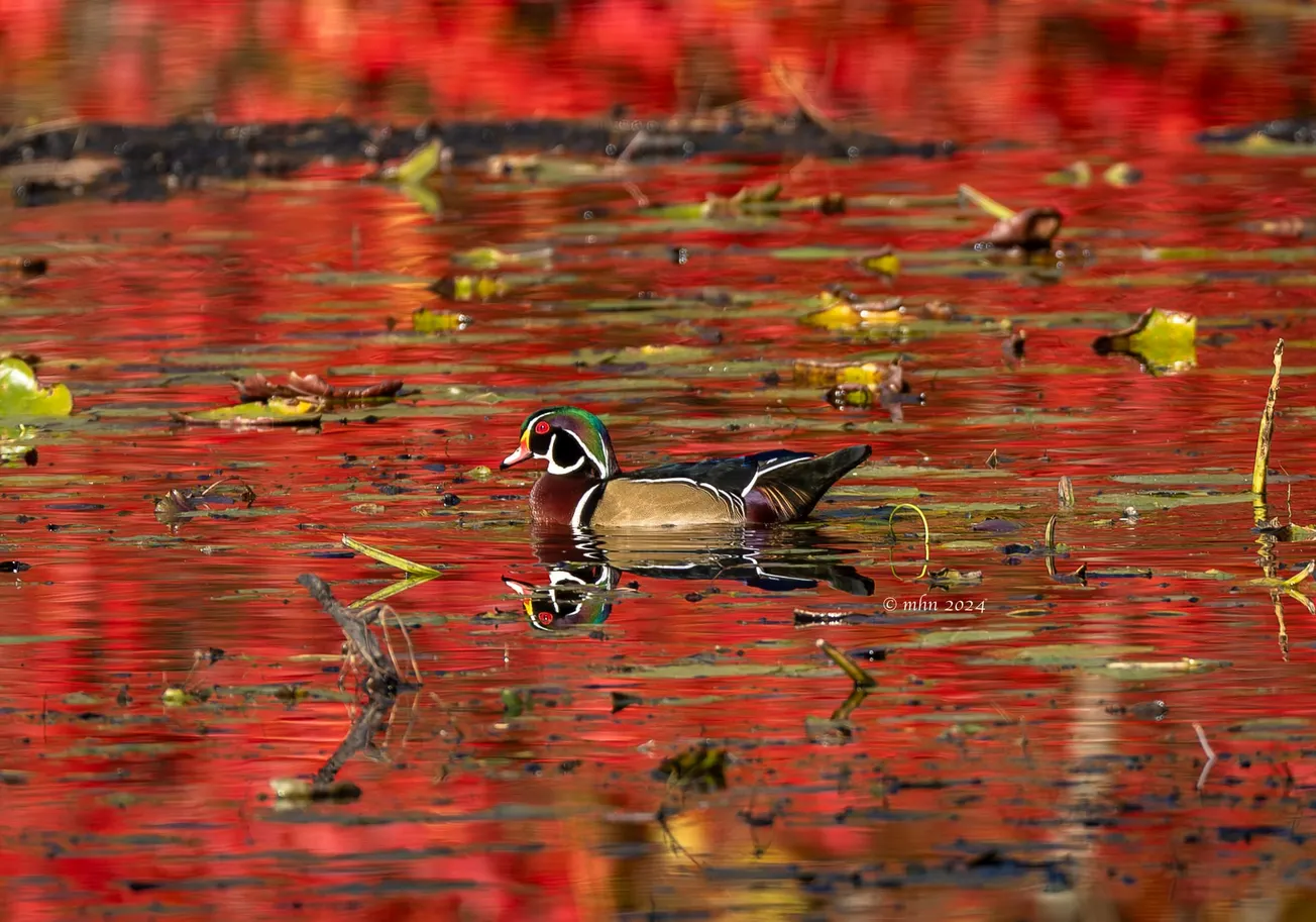 More photos from the Fells