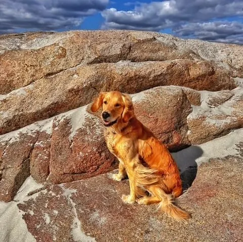 Winchester News introduces its first Pet of the Week: Lyra