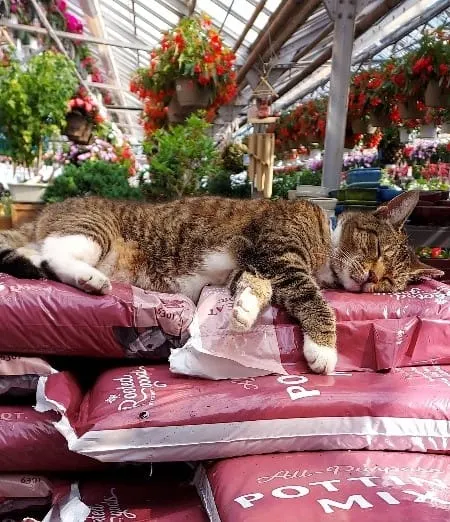 PET OF THE WEEK: Abby the tabby