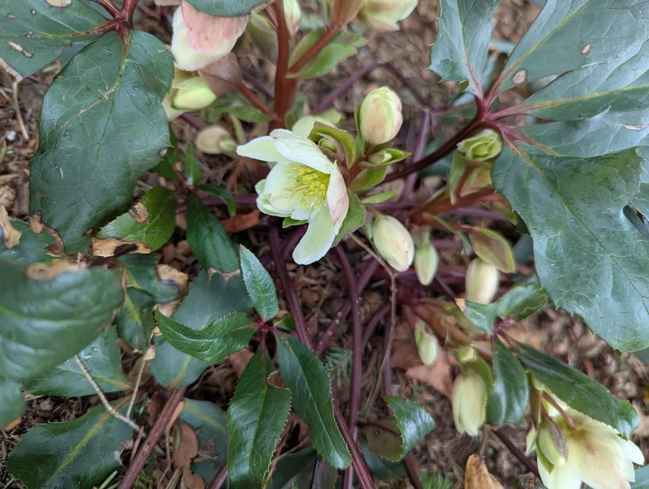 What’s growing in your gardens this month