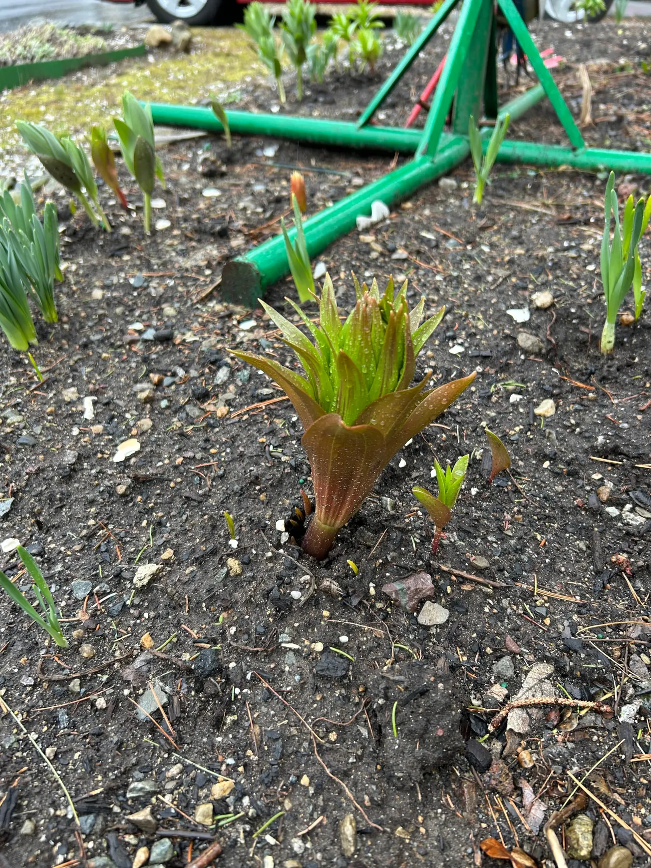 What’s growing in your gardens this month