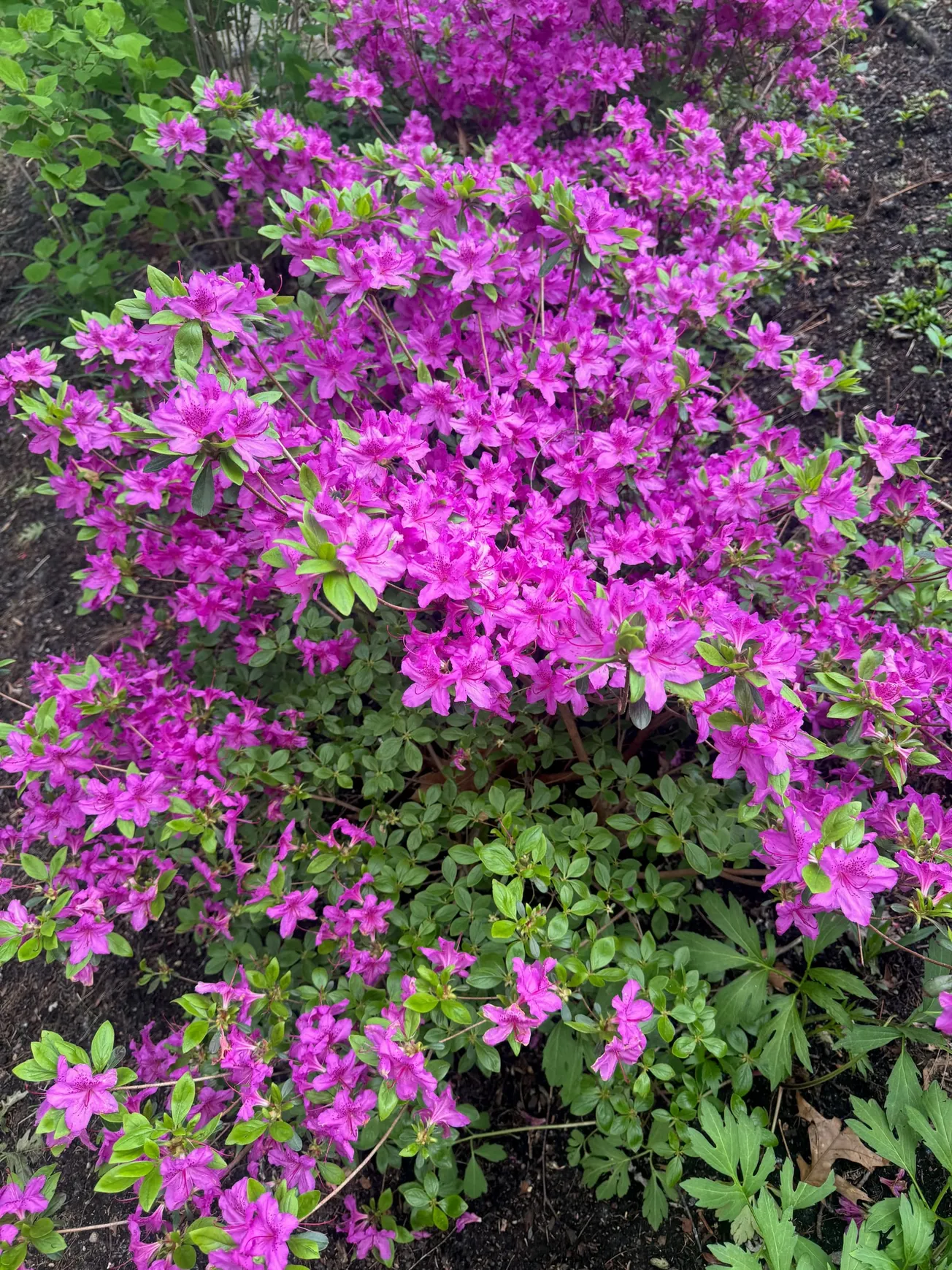 What’s growing in your gardens this month