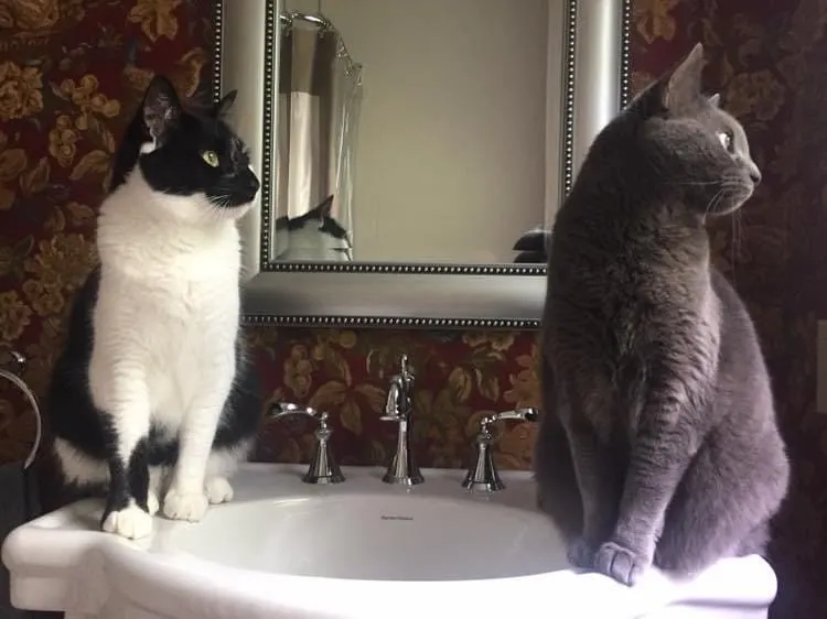 PETS OF THE WEEK: Moon Shadow and Sally