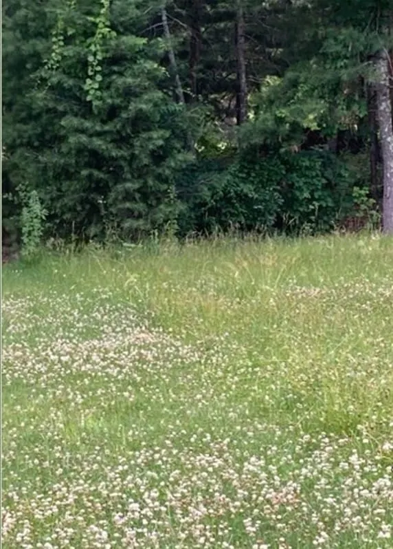 ‘Green Burial: An Earth Friendly Farewell’ to be presented at Winchester Public Library