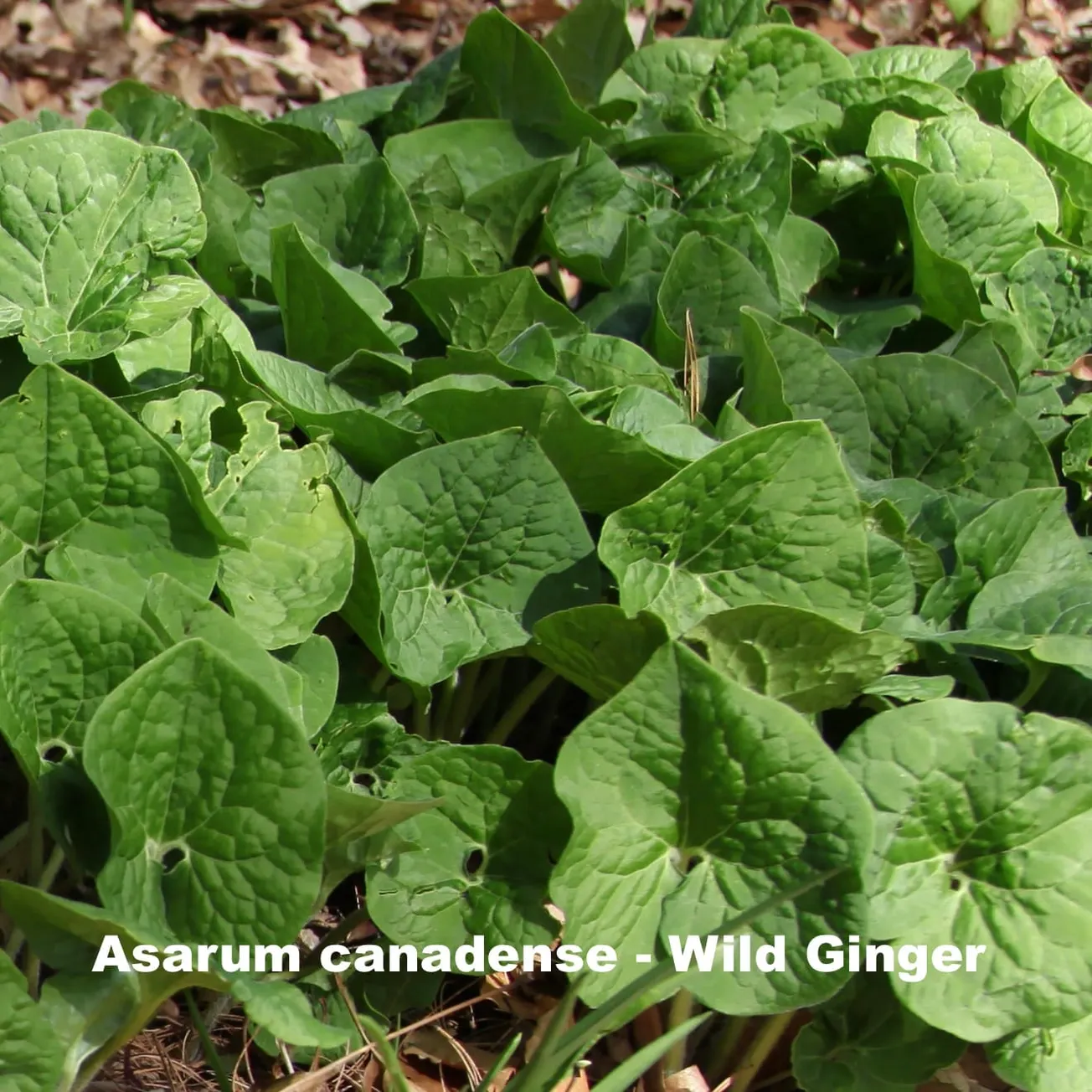 Perennial trends and native plants