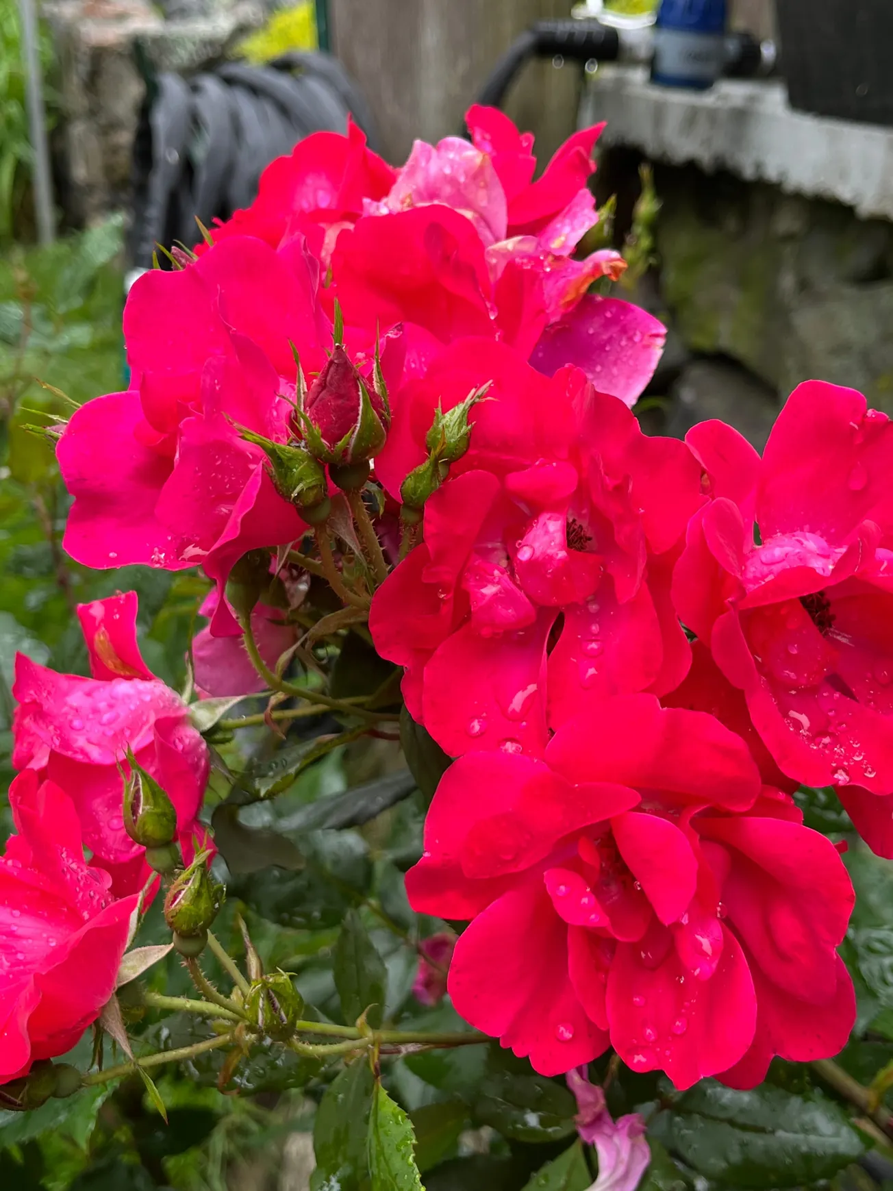 What’s in your gardens this month