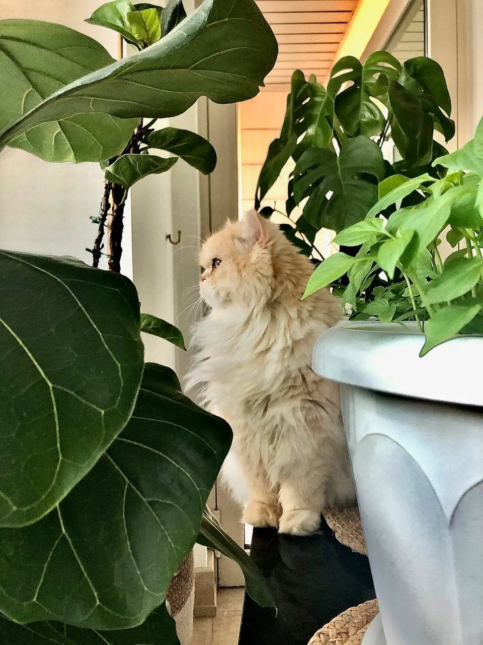 PET OF THE WEEK: Paatchi