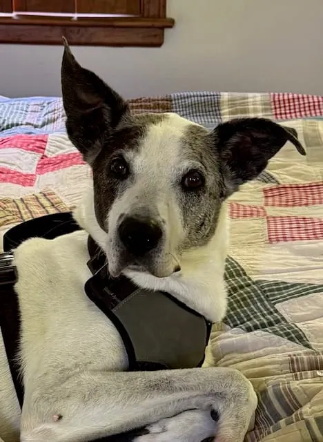 PET OF THE WEEK: Owen Wilson