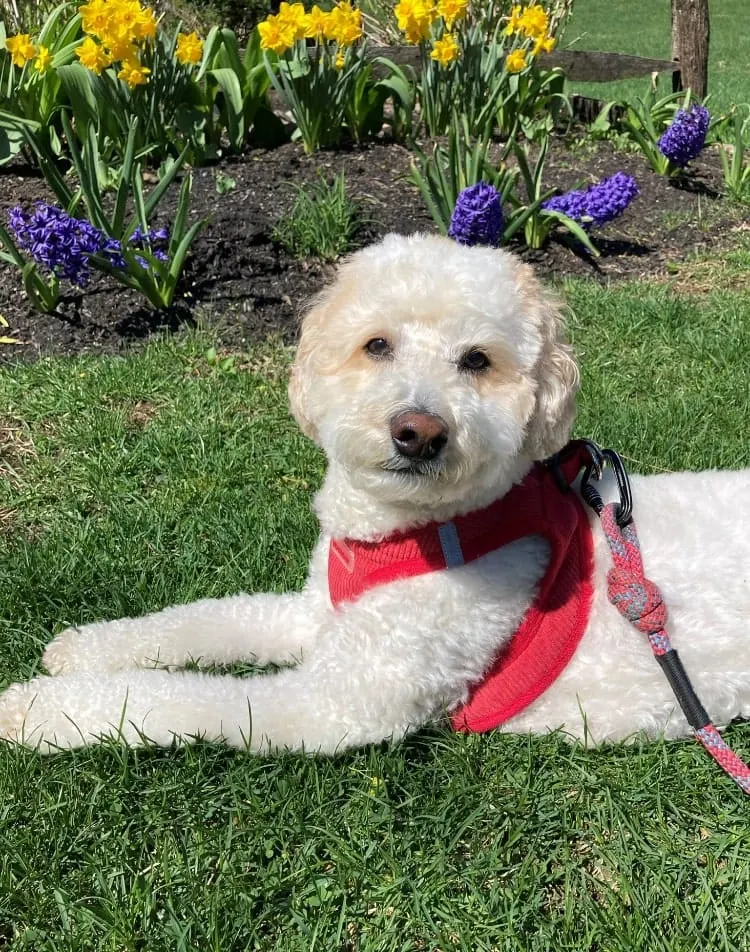 PET OF THE WEEK: Griffin Lauretano