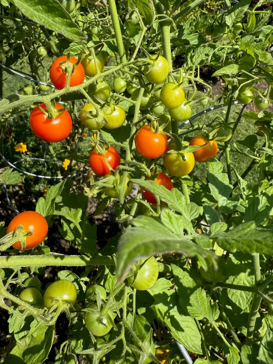 What’s in your gardens this month