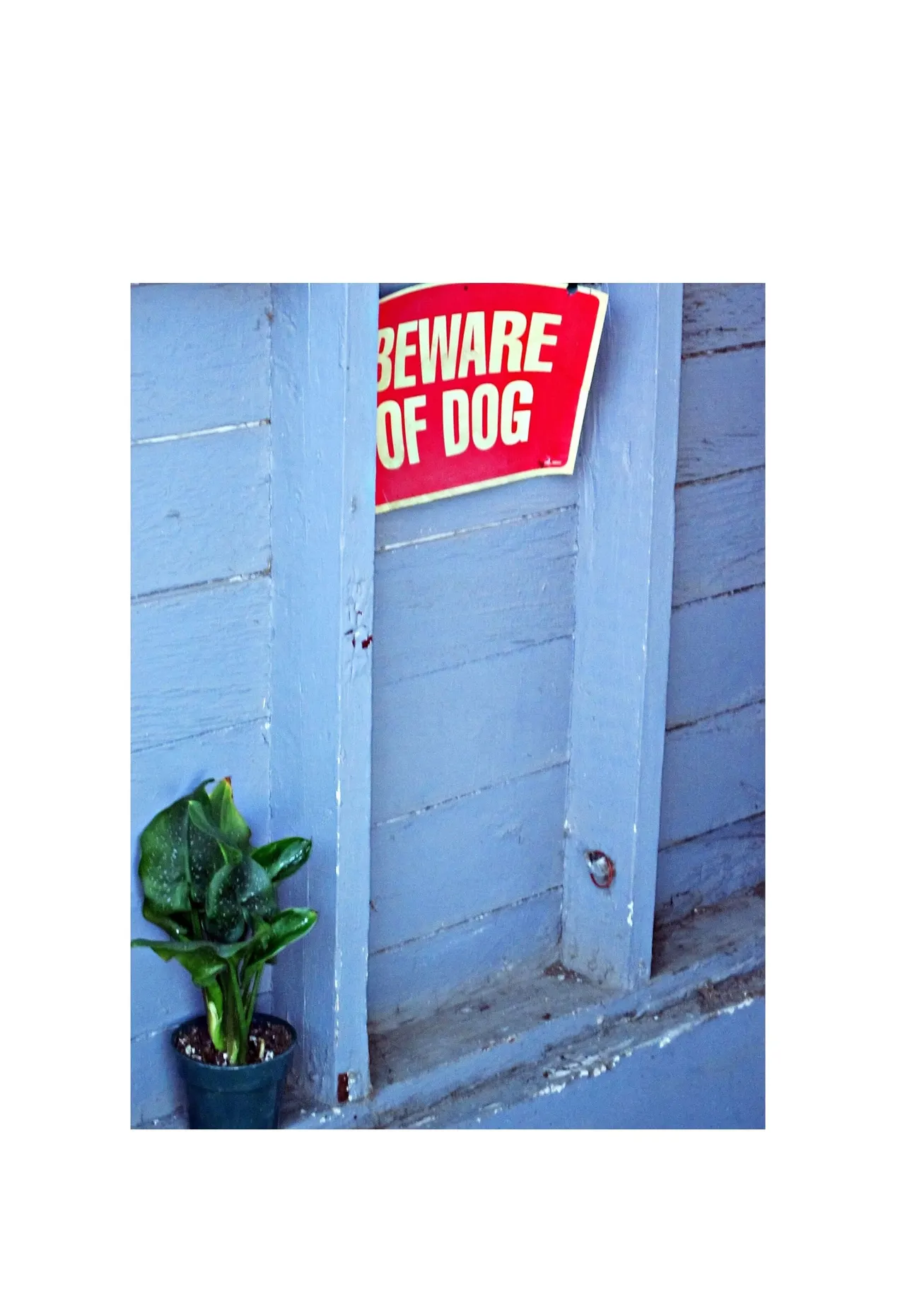 Winchester Select Board imposes strict conditions on dog after child bite