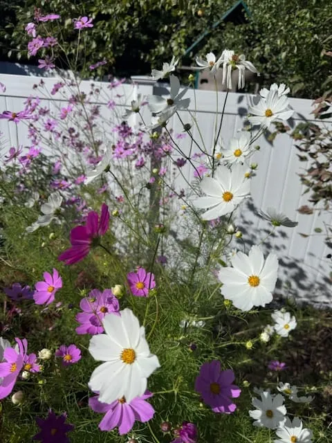 What’s in your gardens this month