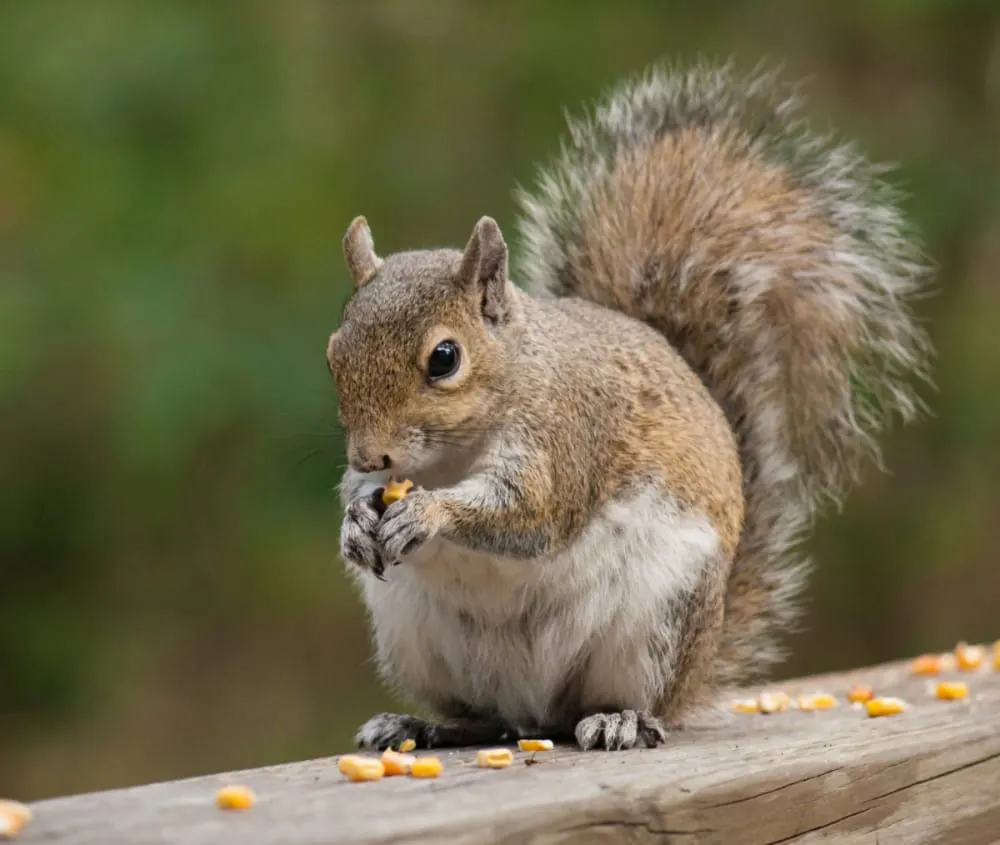 The return of the winter paunch is nothing to worry about — Just ask any squirrel