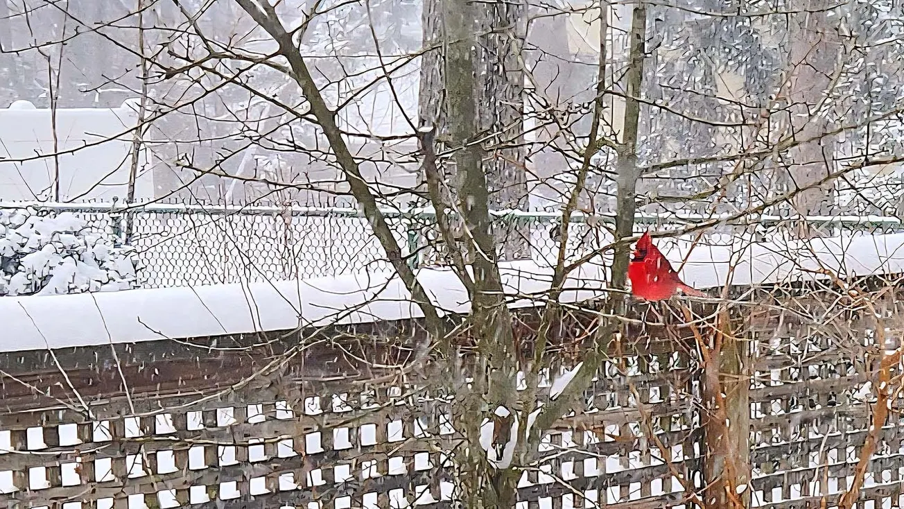 Winchester residents share more snow photos