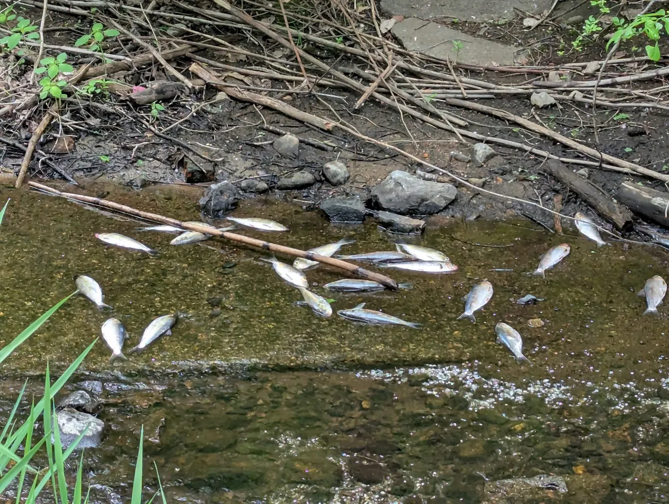 Herring die-off in Winchester creek tied to fish ladder, drought