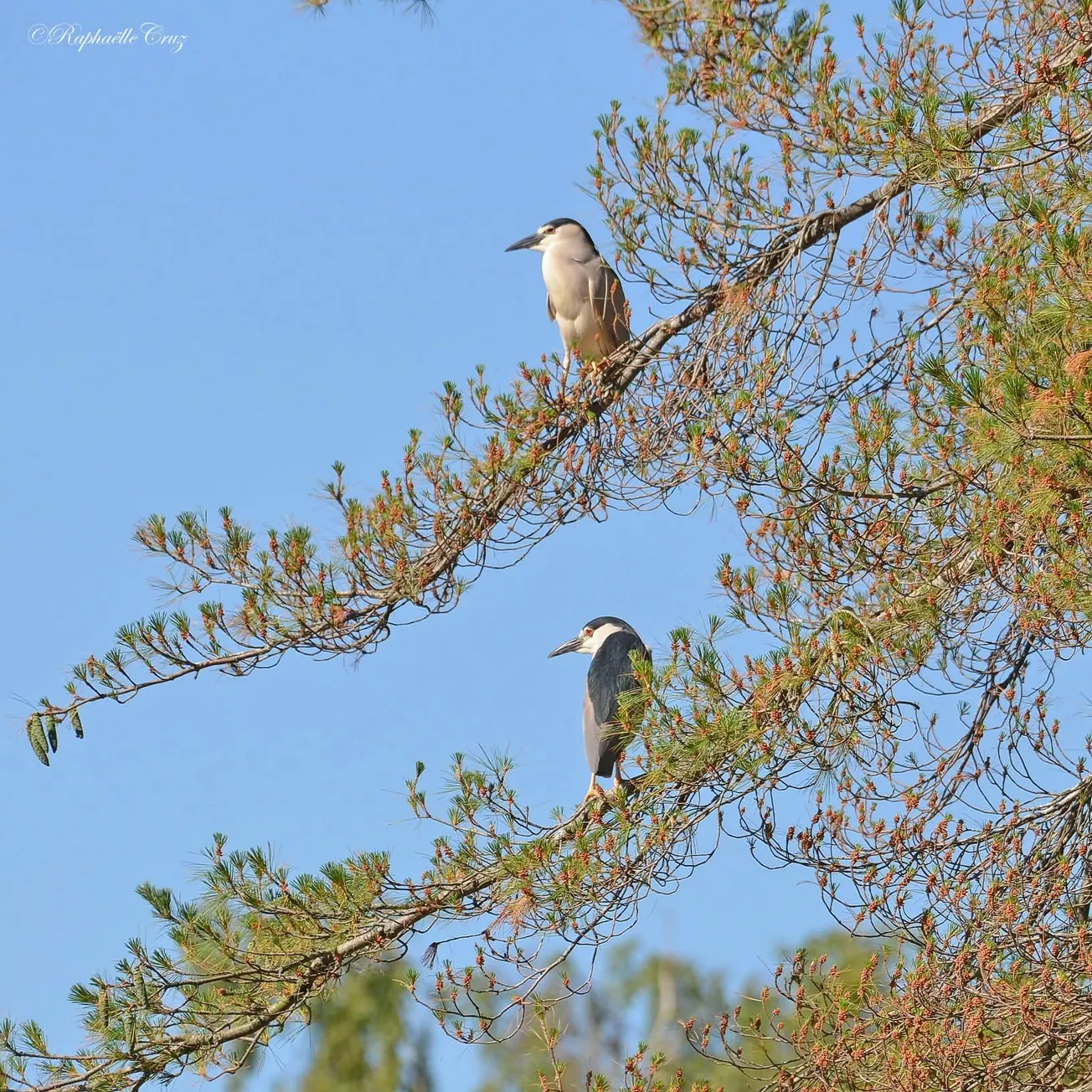 PHOTOS: Winchester’s Mill Pond draws heron