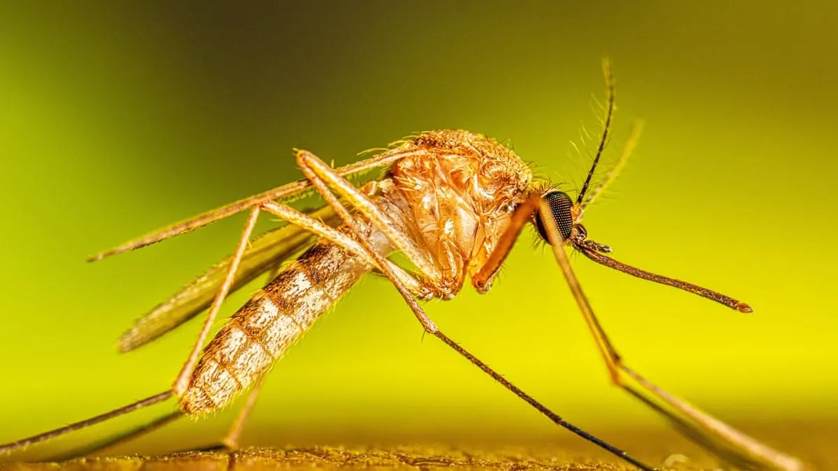 Winchester monitors West Nile virus risk after nearby mosquito samples test positive