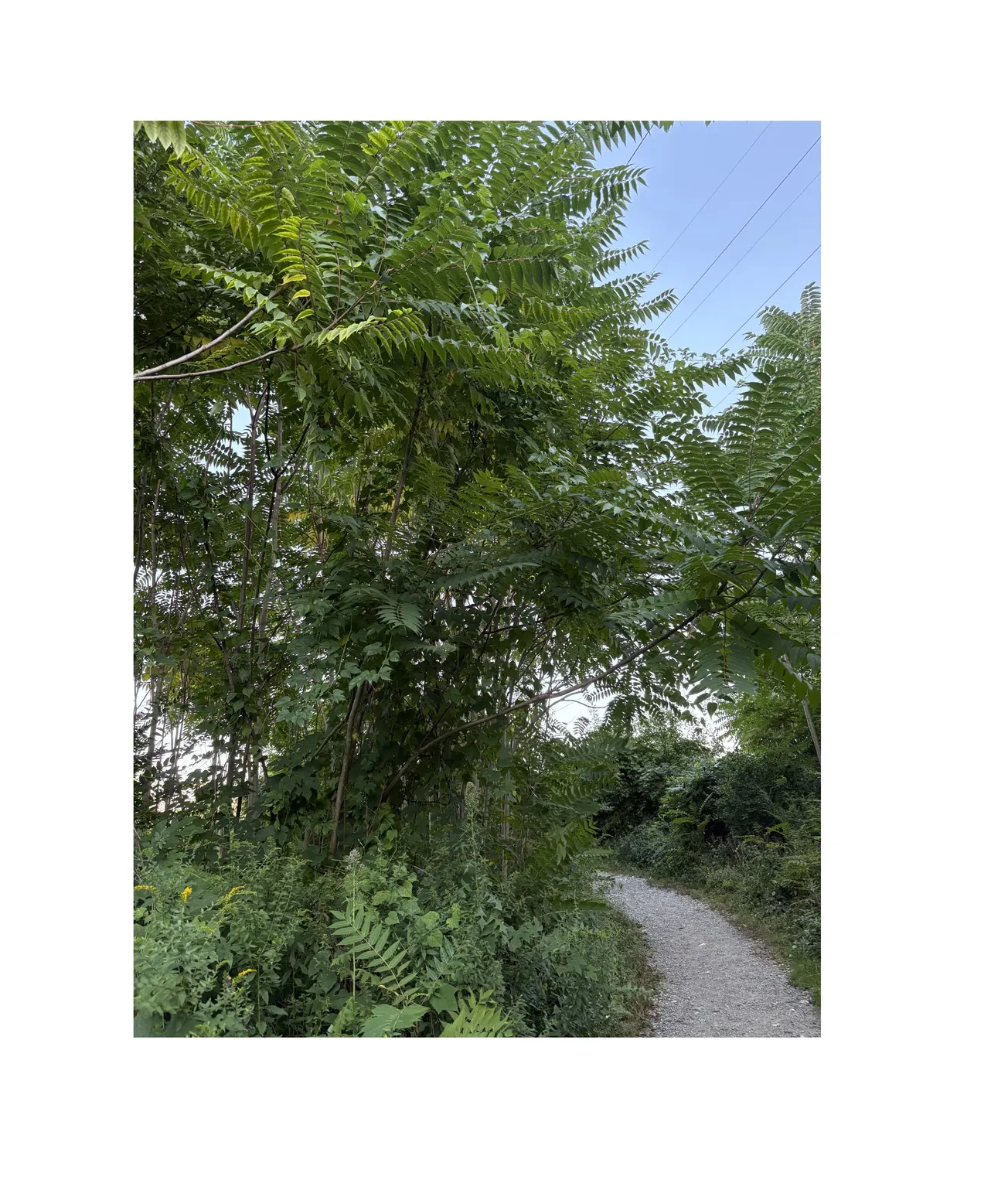 Winchester tracks canopy drop but relies on volunteers to clear invasive species