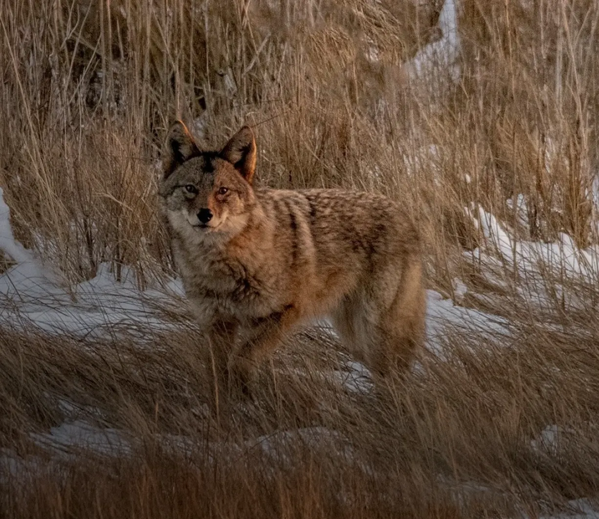 Jenks Center t host ‘Urban Howl: The Hidden Lives of Massachusetts Coyotes’