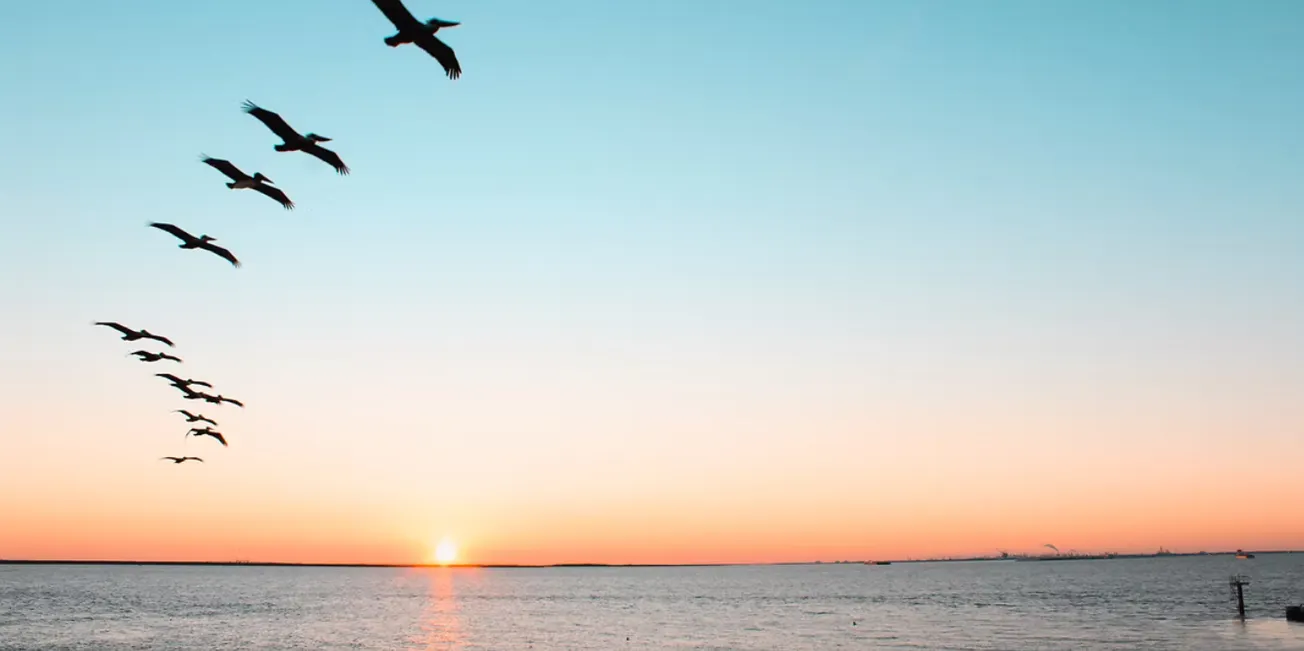 Jenks Center presents ‘Tagging Along: How Technology Is Transforming Shorebird Conservation’