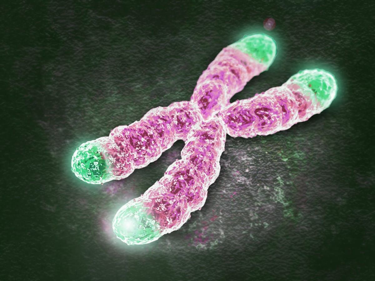 Telomeres at the end-caps of an X chromosome