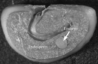 The Lifecycle of green coffee and what we do around here to roll with it.