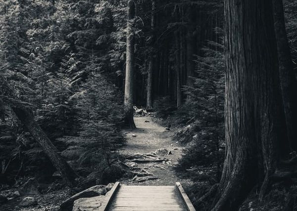 A wooden bridge leads onto an uneven dirt trail into a dark and dense conifer forest. 