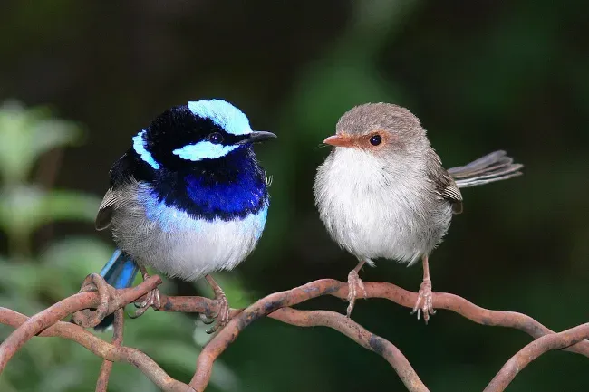 Deux mérions superbes, des petits oiseaux, perchés sur une branche, et semblant très amoureux.