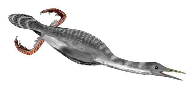 Dessin d’un oiseau herperornis, équipé de toutes petites ailes, au niveau de la queue.