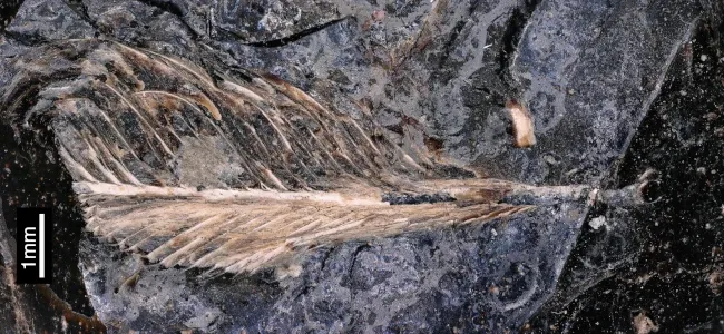 La plume d’hesperornis vue de plus près.