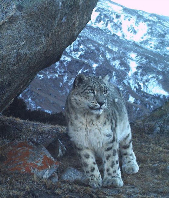 De l'Himalaya à Montréal en passant par la banane